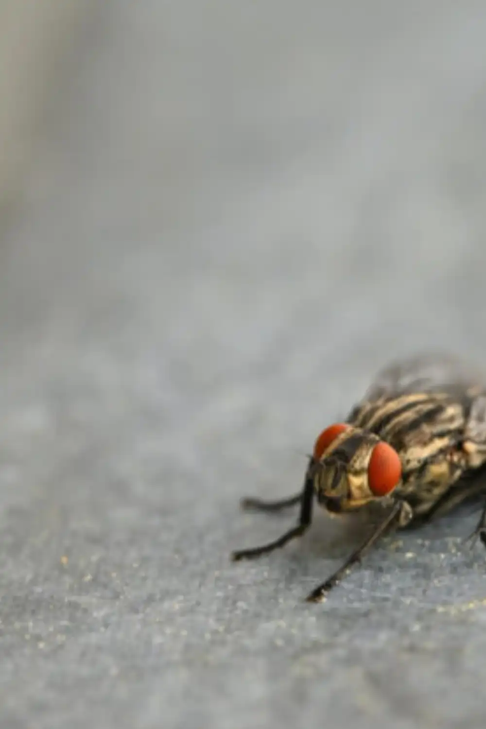 Como espantar mosquitos